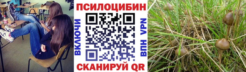 Галлюциногенные грибы Cubensis  купить  цена  Бологое 
